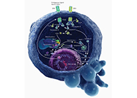 HQL制药、常州隆赛和上海威客电竞将配合研新型抗癌药物