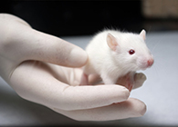 威客电竞肿瘤药效实验顺遂通过江苏省FDA审查