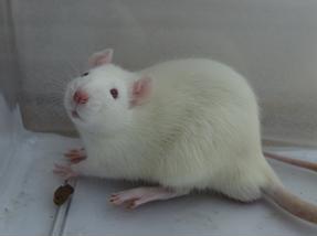 威客电竞(vkgame)-为竞技而生