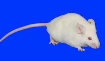 威客电竞(vkgame)-为竞技而生