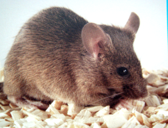 威客电竞(vkgame)-为竞技而生