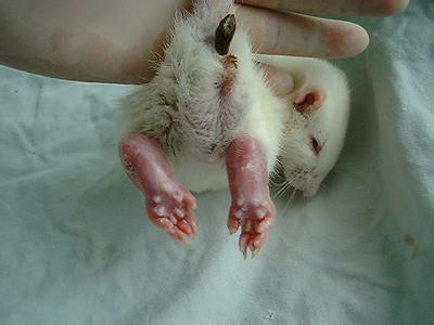 大鼠帕金森氏病动物模子的建设——威客电竞生物医药