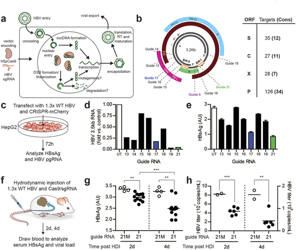 攻克乙肝不是梦，，，，，，基因编辑靶向“剪切”乙肝病毒