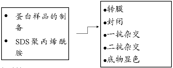 威客电竞(vkgame)-为竞技而生