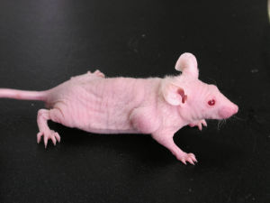 威客电竞(vkgame)-为竞技而生