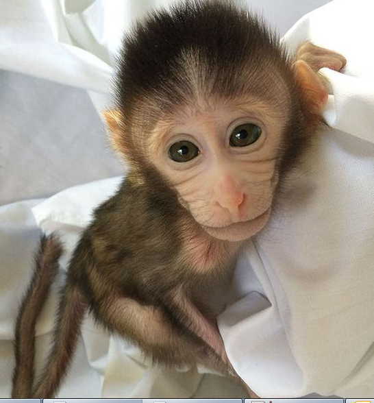 转基因猴成攻克自闭症利剑，，，，，，，首个非人灵长类自闭症模子建设