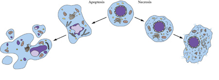 威客电竞细胞凋亡检测手艺效劳