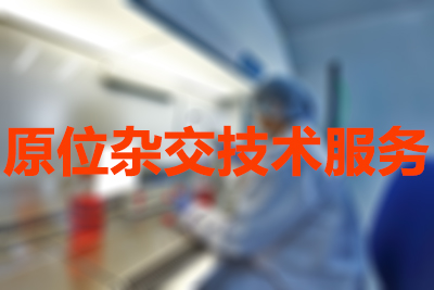 威客电竞原位杂交手艺效劳