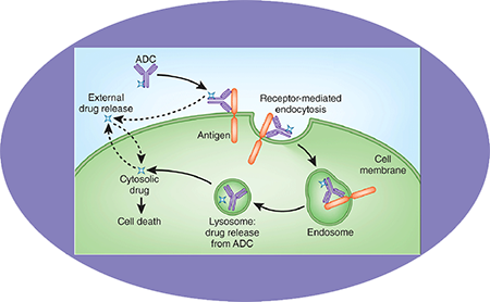 威客电竞ADC临床前效劳之ADC作用机制