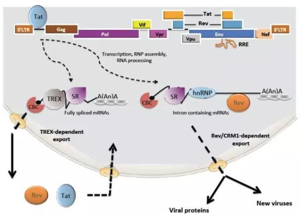 威客电竞(vkgame)-为竞技而生