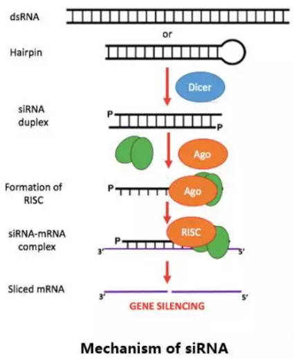 威客电竞(vkgame)-为竞技而生