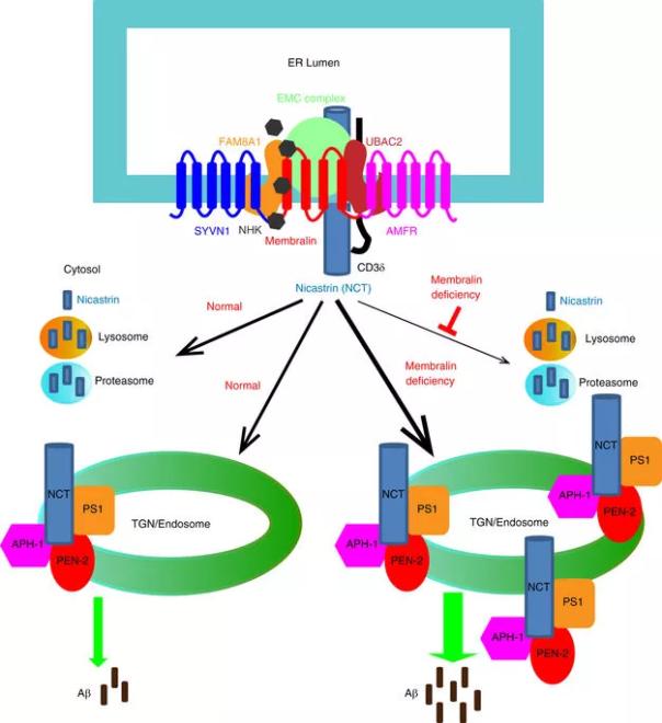 威客电竞(vkgame)-为竞技而生