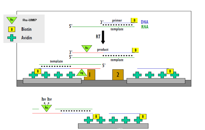 威客电竞(vkgame)-为竞技而生