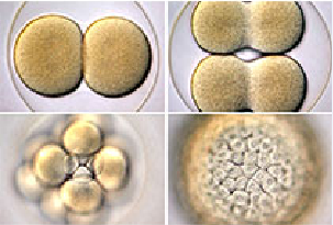 威客电竞(vkgame)-为竞技而生