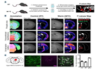 减肥药瞄准新靶点，，，，，，，，强效减肥药即未来袭？？？？？