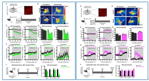 对神经元的激活会镌汰棕色脂肪产能，，，，，，镌汰身体活动，，，，，，从而抑制能量的消耗；；；；；相反，，，，，，抑制神经元会提高能量的消耗。。。。。