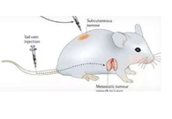 围观:临床前小鼠模子怎样。。。。。。。。浚浚？？？？