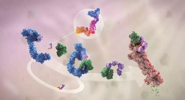 卵白降解剂（多色）连系了1个靶卵白（绿色）和1个E3泛素毗连酶（蓝色），，，，，驱动基于卵白酶体（橙色）的靶卵白泛素化（紫色）和降解。。。。。