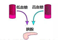 调理血糖稳态，，，，，GK负重前行