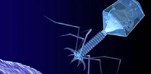 噬菌体疗法、溶瘤病毒，，，，，，以及构建细胞表达载体的病毒转染因子等都体现出病毒对人类善良温顺的一面