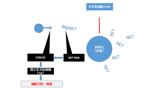 除了纯粹的捕获，，，，，，NET DNA与CCDC-25的连系还增强了癌细胞的侵袭行为，，，，，，增进了癌症的肝转移。。。。。。。