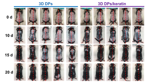 小鼠毛发笼罩度的视察图