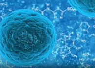 攻克三阴性乳腺癌，，，，，蜜蜂毒液竟是要害？？？？？？