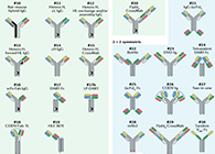 【云回首】理论、规则、实践，，，，，，，三位一体解说双抗的生物剖析