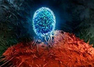 Nature：BATF3改善T细胞影象应答，，，，，，有望改善免疫疗法的疗效