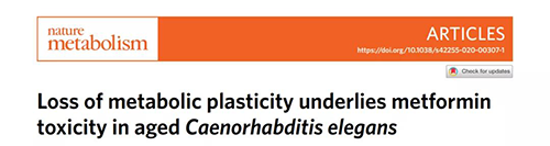在线虫和人类原代细胞中，，，，，，，，当在其寿命晚期提供二甲双胍时，，，，，，，，二甲双胍会缩短命命，，，，，，，，这与二甲双胍在年轻生物体中的起劲作用相反。。。。。。。。