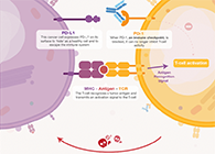 饿了吗？？？？？？饿一饿原来可以辅助PD-1抑制剂肿瘤免疫治疗