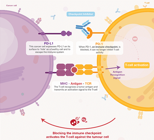 饿了吗？？？？？？？饿一饿原来可以辅助PD-1抑制剂肿瘤免疫治疗 