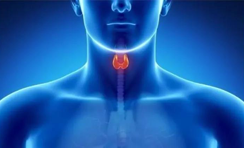 Science速递 | 揭开甲状腺的神秘面纱，，，，，开启代谢药物新征程