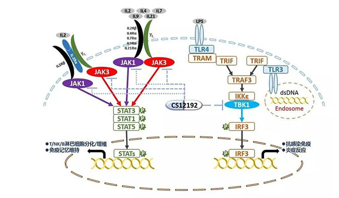 自身免疫疾病或迎新疗法！威客电竞助力微芯生物CS12192获批FDA