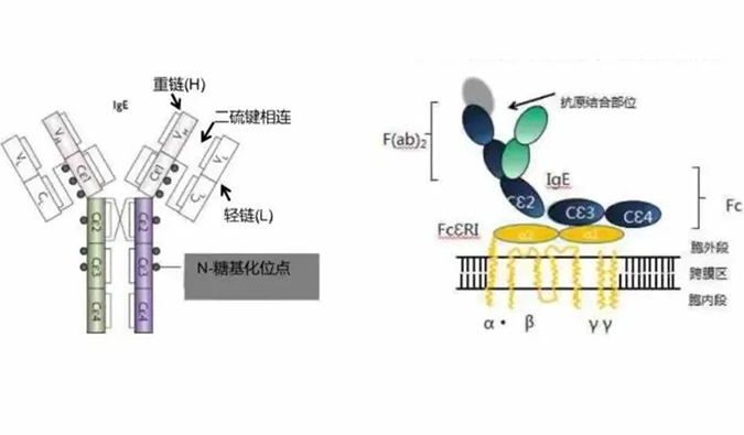 威客电竞助力 | 济民可信lgE抗体药物JYB1904获批临床