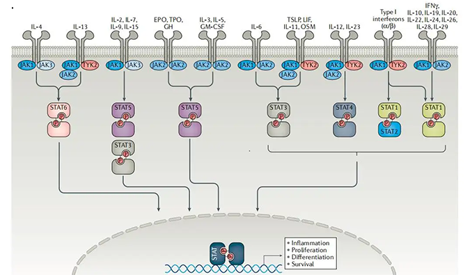 精准建模，，，，，，，，掌握解开自身免疫性疾病治疗研究的钥匙