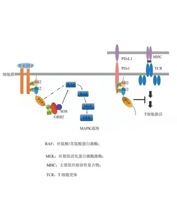 威客电竞助力凌达生物SHP2变构抑制剂RG001片获批临床.jpg