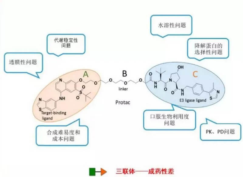 PROTAC分子量较大，，，，，，，，消融性较差.jpg