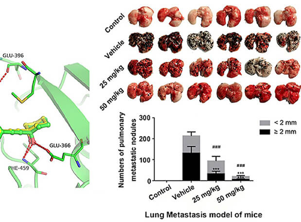 研究用于肺癌和玄色素瘤细胞肺转移的选择性PAK4抑制剂的合成，，，，，此选择性PAK4抑制剂的PK研究通过威客电竞举行