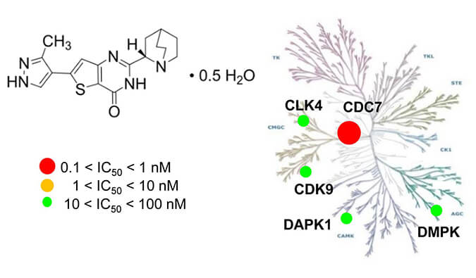 TAK-931是一种高特异性CDC7抑制剂，，，，，，，具有抗肿瘤功效，，，，，，，本研究中体内药效实验通过威客电竞举行