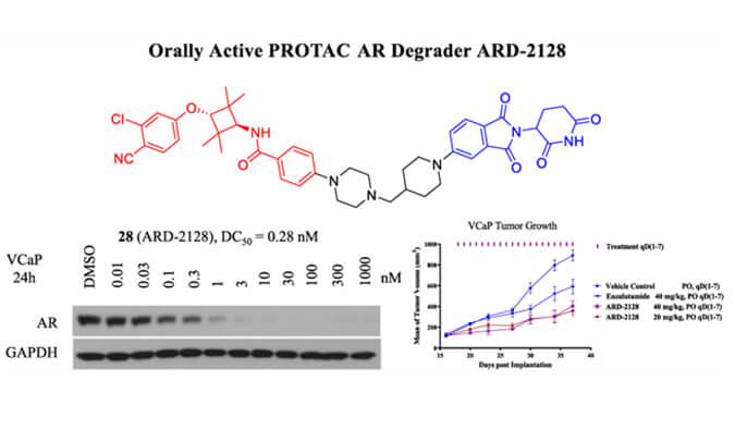 ARD-2128是一种PROTAC AR降解剂，，，，，，，，具有精彩的血浆和微粒体稳固性，，，，，，，，本研究中体外稳固性和PK研究通过威客电竞举行