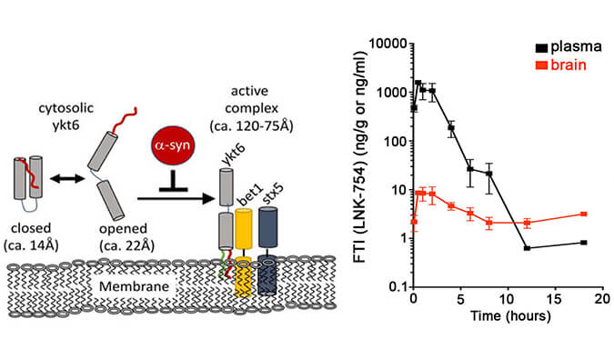法尼基转移酶抑制剂LNK-754单次口服后即可快速穿过血脑屏障，，，，，，本研究中PK剖析通过威客电竞举行
