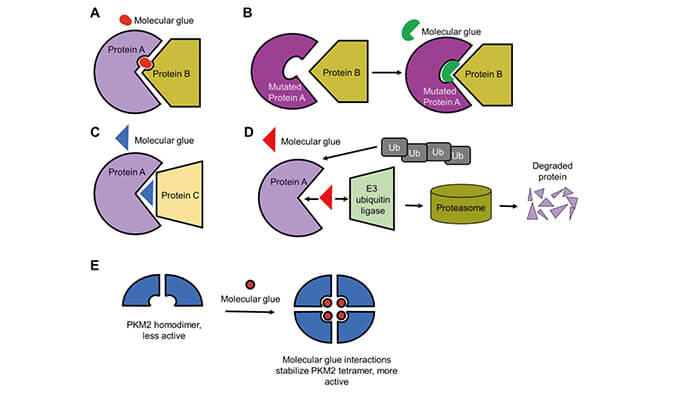 靶向卵白降解系列（三）：分子胶，，，，，，，，挑战不可成药