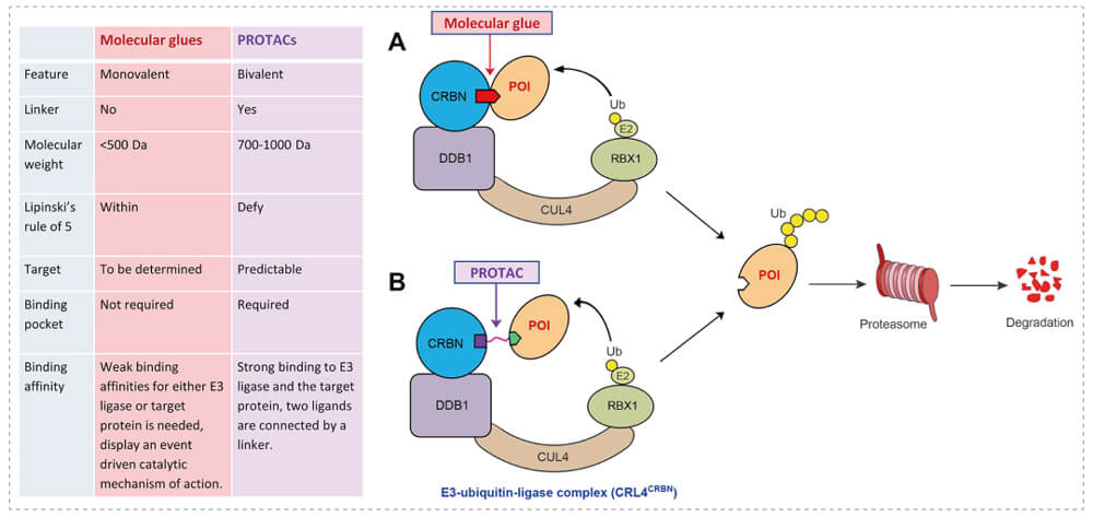 3-通过泛素-(Ub)-卵白酶系一切降解目的卵白-(POI)-示意图：分子胶(A)；；；；；；PROTAC-(B).jpg