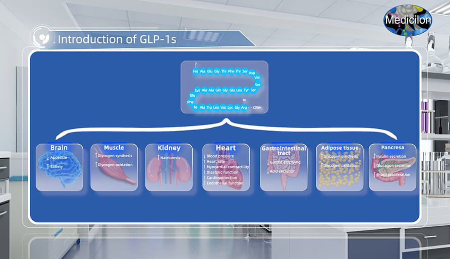胰高血糖素样肽-1(GLP-1s) 先容.jpg