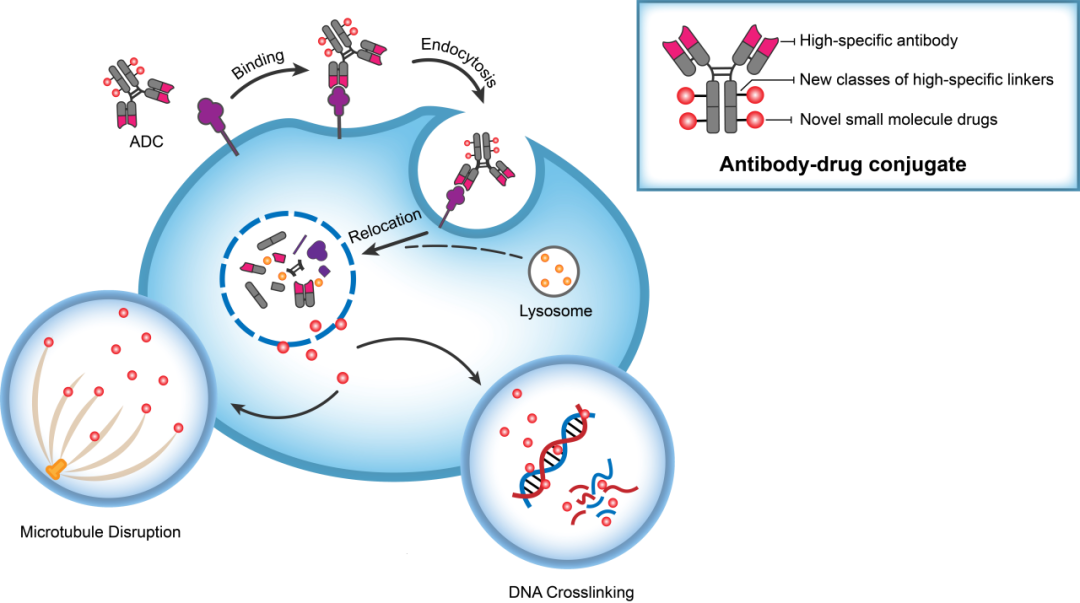 威客电竞助力 | 华奥泰靶向CD73的ADC在美国获批临床