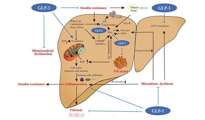 谁将成为 2024年全球生物医药首个黑马？？？？？？？？NASH领域突破性药物即将问世？？？？？？？？