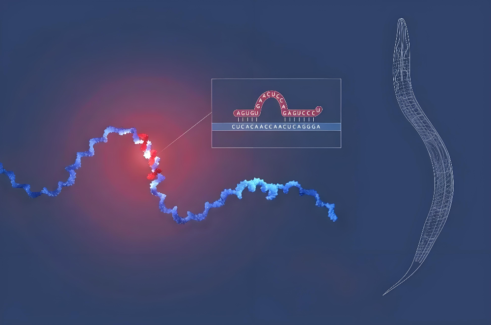 miRNA成诺贝尔奖明星分子，，，，，，，威客电竞正全速赋能核酸药物研发