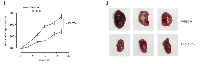 MCL1抑制剂在多种实体瘤和血液肿瘤模子中显示抗肿瘤效果，，，，，本研究中药效实验通过威客电竞举行