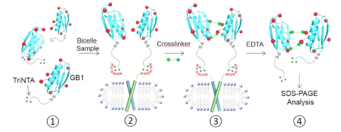 跨膜结构域寡聚体的结构测定新要领，，，，，，，，其中TriNTA通过威客电竞合成